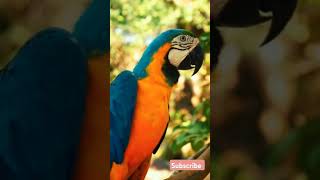 Macaw parrot parrot rareanimal cuteanimal animation aninallover explore [upl. by Issy]