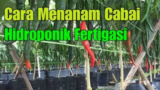 Cara menanam cabe hidroponik fertigasi mudah dan efisien [upl. by Bogart832]