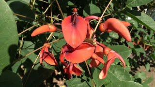 A Large Erythrina in full soil in the Netherlands [upl. by Slosberg560]