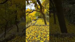 The autumn season in Hunza Valley Pakistan short shorts fyp fypシ゚viral nature hunza india [upl. by Teece61]