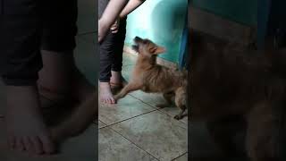 Neném brincando 🐶🤎🥰dog funny cute [upl. by Terhune]