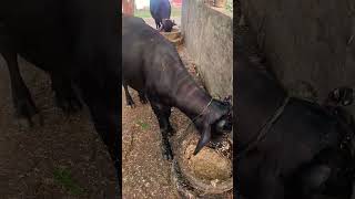 Murrah buffalo dairy farm ansh yadav dairy farm animals likecommentsharesubscribe shotrs buffalo [upl. by Desdee]