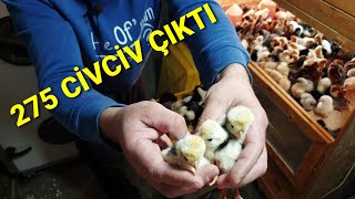 REKOR KULUÇKA MAKİNESİNDEN CİVCİV YAĞIYOR kuluçkamakinesi civcivçıkımı civciv fatibopetshop [upl. by Dhumma]