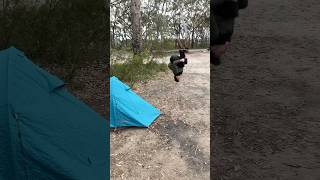 Backflip at bushland campground aussie aboriginal camping eshay backflip autism bushwhacking [upl. by Ritch]