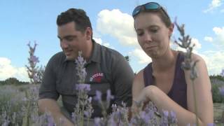 The Texas Bucket List  Blanco Lavender Fest [upl. by Angadresma416]