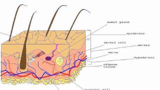 Merkel cells [upl. by Burdelle]