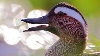 Bird sounds Garganey singing and displaying in spring lake [upl. by Marleah]