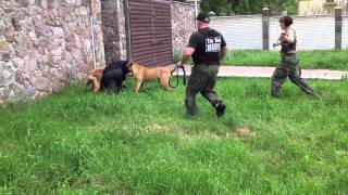 2 boerboels stopped the intruder [upl. by Wills]