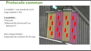 Essais de biocontrôle et la Pourriture Grise  Nicolas Aveline [upl. by Magbie]