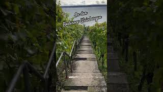 In den BodenseeWeinbergen 80smusic bodensee nature [upl. by Akived]