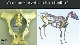 OSSA MEMBRİ PELVİNİ OS COXAE KALÇA KEMİĞİ [upl. by Andi]