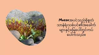 Mosses အပင်လေးအကြောင်း  6B1F05  Grade6 [upl. by Aihsekan]