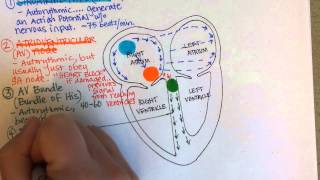 Conduction System of the Heart [upl. by Ennavoj]