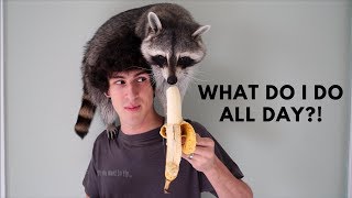 A Day in the Life of a Pet Raccoon [upl. by Giulietta988]