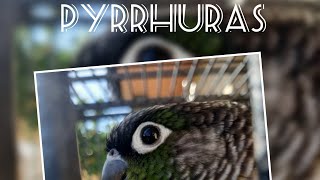 Información sobre pyrrhuras [upl. by Lathrope]