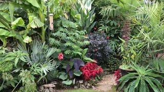 Springy’s Steve Windswept exotictropical garden in Abingdon on Thames UK [upl. by Alhahs200]