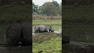 Pobitora Wildlife Sanctuary❤️ [upl. by Dareece]