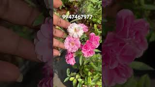 Orchid Rose ForSale💗9947467977 Anju‘sgarden  RPerunad  Pathanamthitta [upl. by Ellan44]