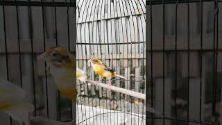 75 canary bird shorts shortvideo short birds bird birdslover birdsounds canarybird [upl. by Feer779]