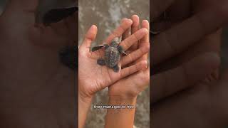 Rescuing a Stuck Turtle 🐢  A Heartwarming Moment [upl. by Corabelle]