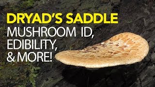 Foraging For Dryads Saddle  Pheasant Back Mushroom [upl. by Ahsenat]