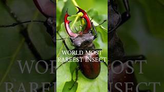 World Most Rarest Species Stag Beetle endangeredspecies facts wildlife animalplanet shorts [upl. by Keriann414]