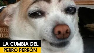 La Cumbia del Perró Perrón  Carlos Chavira [upl. by Thurlough]