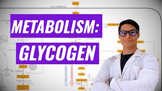 Glycogen Metabolism Ninja Nerd synthesis [upl. by Aleira]