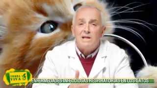 Dr Cladera  gatos Enfermedades Respiratorias [upl. by Cohlier]