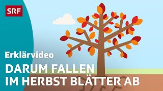 Wieso Bäume im Herbst ihre Blätter verlieren – einfach erklärt  Kindervideos  SRF Kids [upl. by Reffinej718]