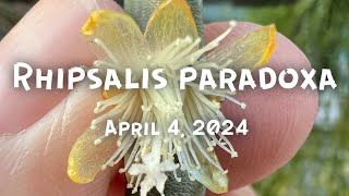 Rhipsalis paradoxa [upl. by Auginahs]