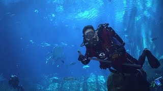 Dream Job A Day in the Life of Our Divers by Aquarium Love Stories [upl. by Ahsitam]