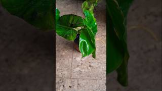 Philodendron propagation in water gardening flower nature trending new plantlover shorts [upl. by Mccord]