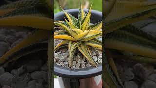 A very variegated Haworthia limifolia and her baby 🙌🏽💚💛 [upl. by Sirkin]