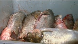 Asian Carp Processing Plant in Kentucky [upl. by Yarled]