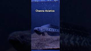 TerChanna  Channa Asiatica White Spot shorts channa asiatica animals [upl. by Cyd]