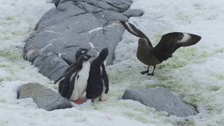 Crazy Wildlife Video Skua Attacking Three Penguin Chicks at Port Lockroy [upl. by Dranek1]