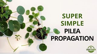 Pilea Peperomioides Propagation And The Secret Of Single Leaf Propagation [upl. by Cleodell]