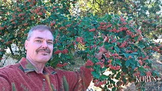 Cotoneaster lacteus two seasons of red berries gracefuly arching form [upl. by Margit]