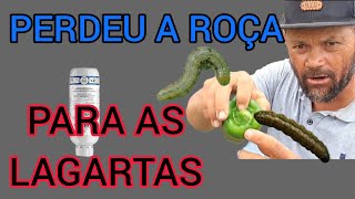 Melhor inseticida no controle da broca Do fruto Helicoverpa broca pequena do frutoinseticida [upl. by Adnamma]