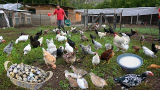 Breeding Quail for Eggs for Businesses  My Roaming Chicken Farming Tips  Egg Collecting  Farm [upl. by Akimas825]