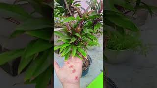 Cordyline plant tips indoorplants outdoorplants garden plantlove plantgoals ytshort shorts [upl. by Assille]