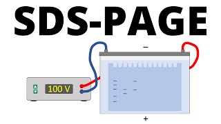 SDSPAGE explained  Protein Separation Technique [upl. by Enelez252]