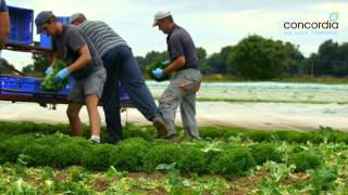 Harvesting Salads on a Concordia Farm [upl. by Nonnerb]