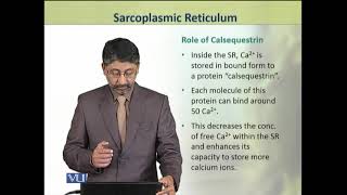 Sarcoplasmic Reticulum  Animal Physiology and Behavior Theory  ZOO502TTopic108 [upl. by Aivata967]