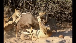 Insane lions vs nyala [upl. by Hugo749]