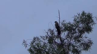 Burchells Coucal quotRain Birdquot calling  very unusual [upl. by Zetnom]