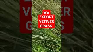 WE EXPORT VETIVER GRASS GLOBALLY  VETIVER GRASS KING GLOBAL WARMING SOLUTIONS [upl. by Erbma]