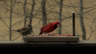 Feeding birds on porch Bird feed Nature wildlife with Pete Cecere from House of Stronzo [upl. by Odnumde]