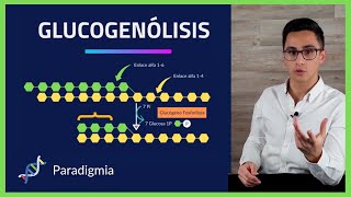 Respiracion Celular ⚡️ GLUCOGENOLISIS PASO a PASO 🧪BIOQUIMICA🧪 007 [upl. by Dianemarie]